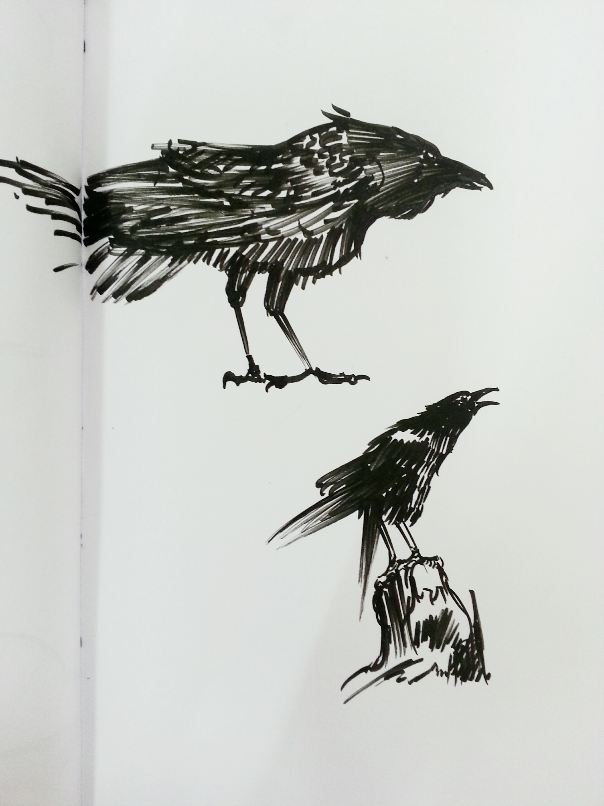 A Howdle-Crow-Sketch