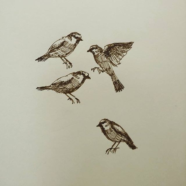 Sparrows! #birds #sketchbook #sparrow #penandink #penandinkdrawing #rohrerandklingner #rotring #aristo #sketch