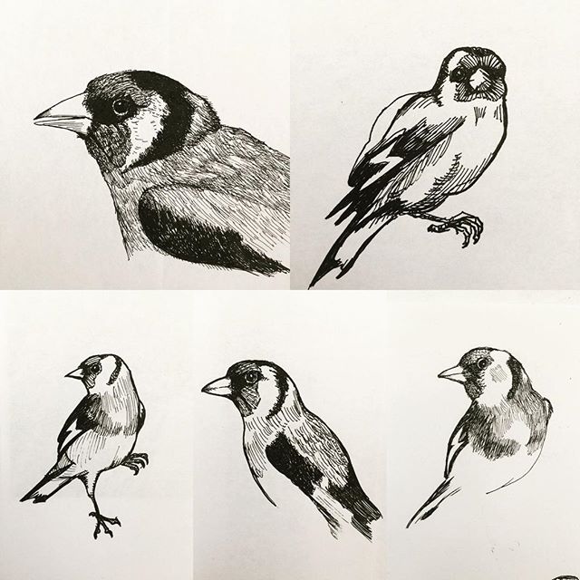 Sketching Goldfinches , #goldfinch #birds #ornithology #sketchbook #finch #penandink #rotring #carbonink #fountainpen #isograph